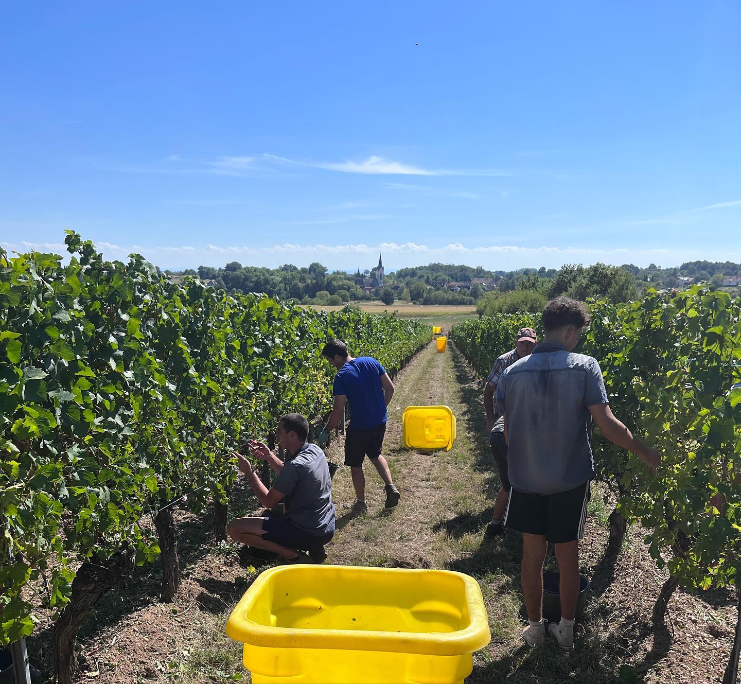 Les valeurs de la cave du Vieil Armand