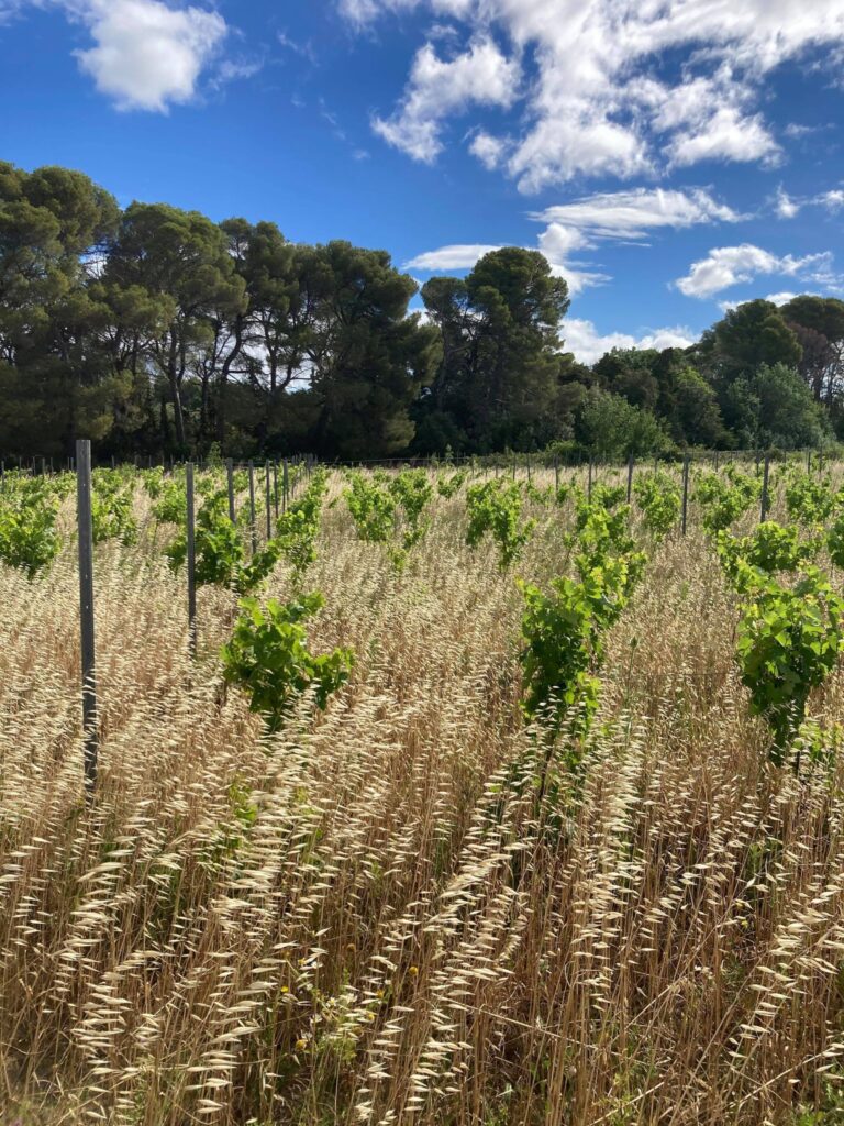 Terroir