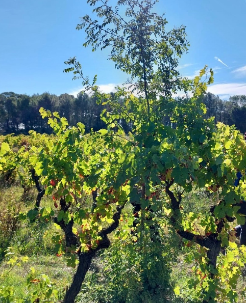 où touver le domaine