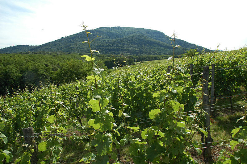 Oenotourisme
